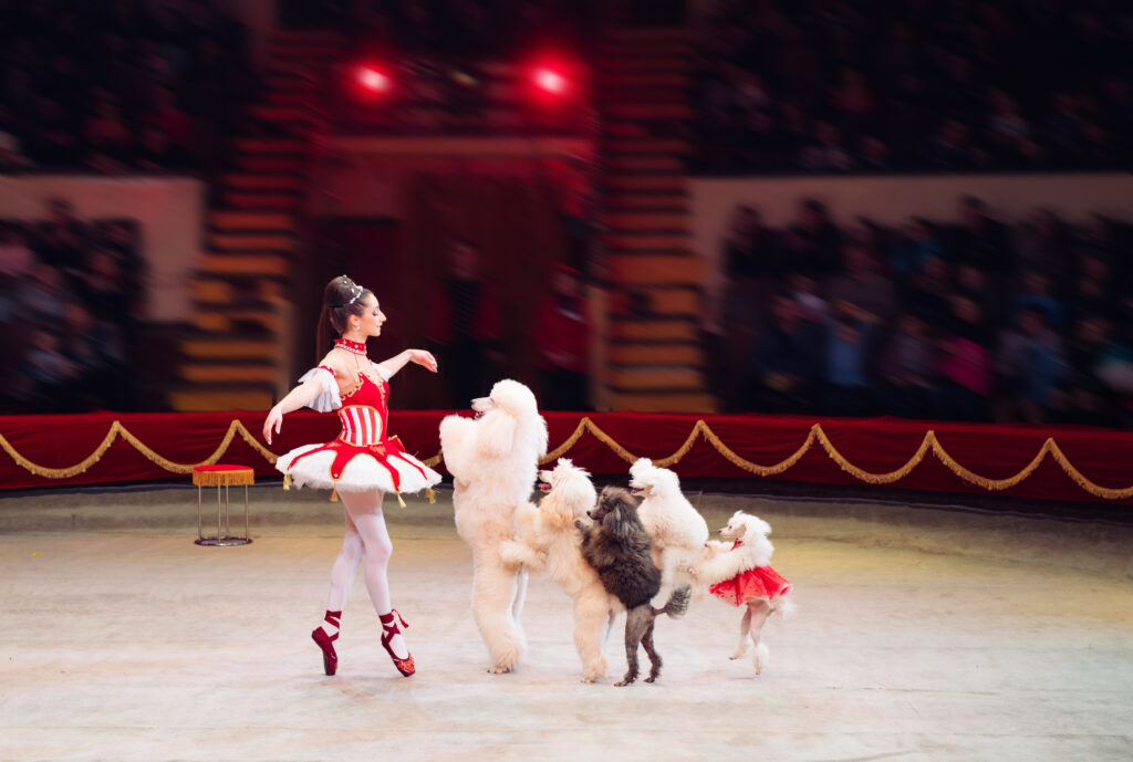 A circus performer dressed as a ballerina in a red and white tutu is dancing with a group of poodles on a circus stage. The poodles, some of whom are also wearing red costumes, are walking on their hind legs in a line behind her. The background is a blurred view of the red-and-gold circus ring and the audience seats.