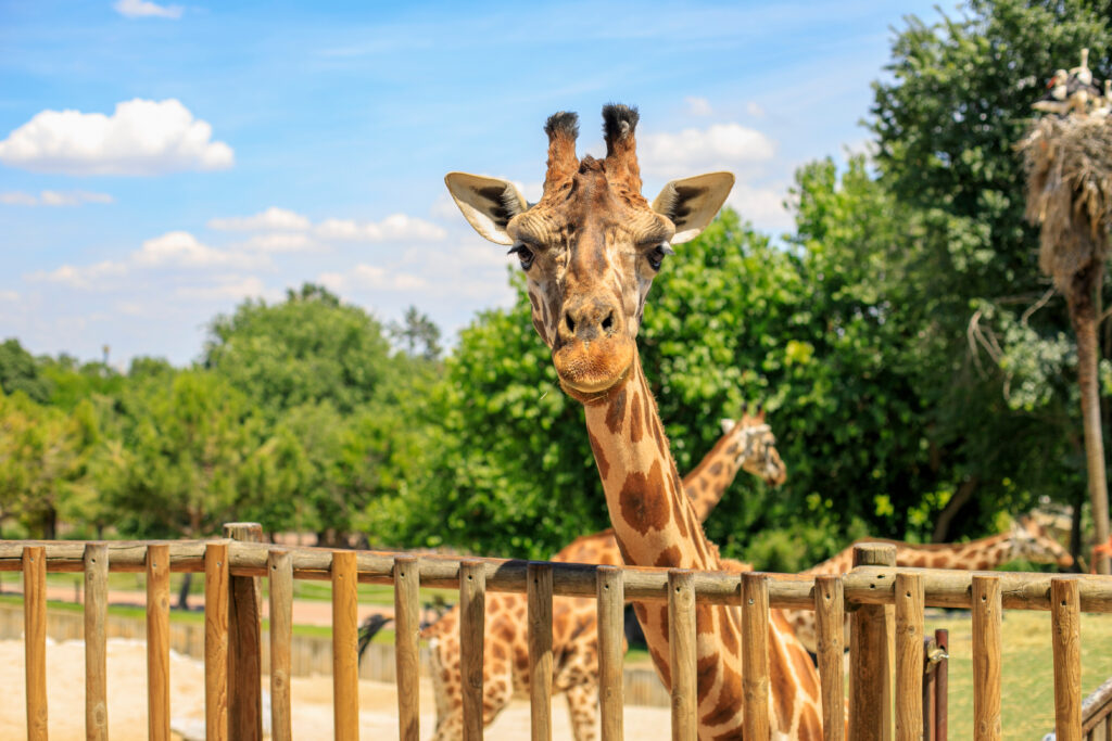 A curious giraffe looks directly at the camera over a short wooden fence. Another giraffe is visible behind it on the left, and a third is further in the background. The background consists of green trees and a bright blue sky with scattered clouds.
