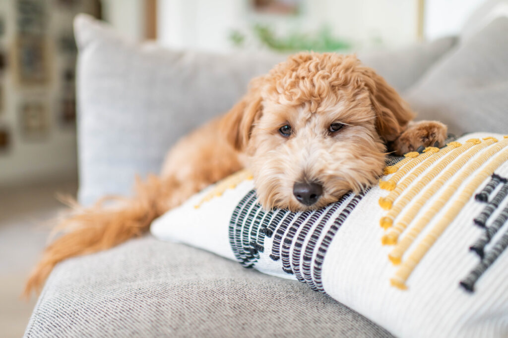 Cute Goldendoodle resting on a clean staged sofa in a Greenville SC home prepped for buyer showings
